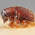 Image Author: SM Smith | Michigan State University | lectotype Phloeotribus insularis Eggers | lectotype | Trois Rivieres | Collection: Entomology