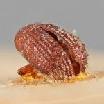 Image Author: SM Smith | Michigan State University | lectotype Phloeotribus insularis Eggers | lectotype | Trois Rivieres | Collection: Entomology