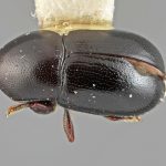male | Image Author: SM Smith | Michigan State University | holotype Prionosceles glaber Wood | holotype | Summit Gardens | Collection: Entomology
