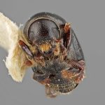 male | Image Author: SM Smith | Michigan State University | holotype Prionosceles glaber Wood | holotype | Summit Gardens | Collection: Entomology