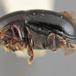 male | Image Author: SM Smith | Michigan State University | holotype Prionosceles glaber Wood | holotype | Summit Gardens | Collection: Entomology