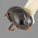 male | Image Author: SM Smith | Michigan State University | holotype Prionosceles glaber Wood | holotype | Summit Gardens | Collection: Entomology
