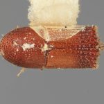 male | Image Author: SM Smith | Michigan State University | holotype Hylocurus scitulus Wood | holotype | Chamela | Collection: Entomology