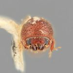 male | Image Author: SM Smith | Michigan State University | holotype Hylocurus scitulus Wood | holotype | Chamela | Collection: Entomology