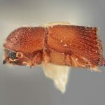 male | Image Author: SM Smith | Michigan State University | holotype Hylocurus scitulus Wood | holotype | Chamela | Collection: Entomology