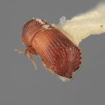 male | Image Author: SM Smith | Michigan State University | holotype Hylocurus scitulus Wood | holotype | Chamela | Collection: Entomology