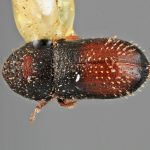 male | Image Author: SM Smith | Michigan State University | holotype Pseudothysanoes bullatus Wood | holotype | Nochixtlan, 42 km SE | Collection: Entomology