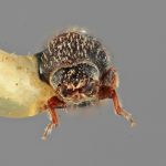 male | Image Author: SM Smith | Michigan State University | holotype Pseudothysanoes bullatus Wood | holotype | Nochixtlan, 42 km SE | Collection: Entomology