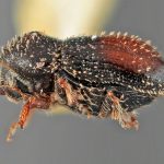male | Image Author: SM Smith | Michigan State University | holotype Pseudothysanoes bullatus Wood | holotype | Nochixtlan, 42 km SE | Collection: Entomology