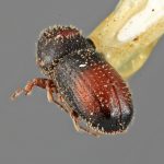 male | Image Author: SM Smith | Michigan State University | holotype Pseudothysanoes bullatus Wood | holotype | Nochixtlan, 42 km SE | Collection: Entomology