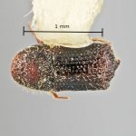 male | Image Author: SM Smith | Michigan State University | holotype Phloeocleptus spicatus Wood | holotype | Cerro Chipinque | Collection: Entomology