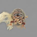 male | Image Author: SM Smith | Michigan State University | holotype Phloeocleptus spicatus Wood | holotype | Cerro Chipinque | Collection: Entomology
