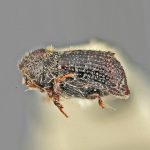 male | Image Author: SM Smith | Michigan State University | holotype Phloeocleptus spicatus Wood | holotype | Cerro Chipinque | Collection: Entomology