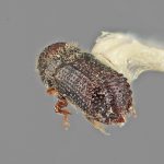 male | Image Author: SM Smith | Michigan State University | holotype Phloeocleptus spicatus Wood | holotype | Cerro Chipinque | Collection: Entomology