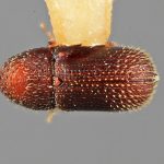 male | Image Author: SM Smith | Michigan State University | holotype Cryptocleptus mucronatus Wood | holotype | La Lima | Collection: Entomology