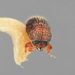 male | Image Author: SM Smith | Michigan State University | holotype Cryptocleptus mucronatus Wood | holotype | La Lima | Collection: Entomology