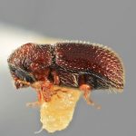 male | Image Author: SM Smith | Michigan State University | holotype Cryptocleptus mucronatus Wood | holotype | La Lima | Collection: Entomology