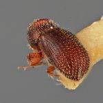 male | Image Author: SM Smith | Michigan State University | holotype Cryptocleptus mucronatus Wood | holotype | La Lima | Collection: Entomology