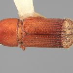 male | Image Author: SM Smith | Michigan State University | holotype Hylocurus declivis Wood | holotype | Colonia Tovar | Collection: Entomology