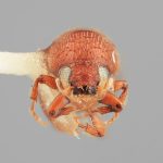 male | Image Author: SM Smith | Michigan State University | holotype Hylocurus declivis Wood | holotype | Colonia Tovar | Collection: Entomology