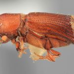male | Image Author: SM Smith | Michigan State University | holotype Hylocurus declivis Wood | holotype | Colonia Tovar | Collection: Entomology