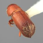 male | Image Author: SM Smith | Michigan State University | holotype Hylocurus declivis Wood | holotype | Colonia Tovar | Collection: Entomology