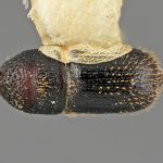 male | Image Author: SM Smith | Michigan State University | holotype Hylocurus crotonis Wood | holotype | Est. Biol. Chamela | Collection: Entomology