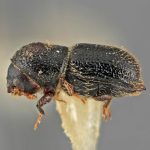 male | Image Author: SM Smith | Michigan State University | holotype Hylocurus crotonis Wood | holotype | Est. Biol. Chamela | Collection: Entomology