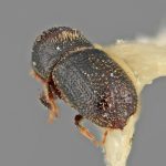 male | Image Author: SM Smith | Michigan State University | holotype Hylocurus crotonis Wood | holotype | Est. Biol. Chamela | Collection: Entomology