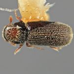 female | Image Author: SM Smith | Michigan State University | holotype Aphanocleptus coniferae Wood | holotype | La Laja | Collection: Entomology