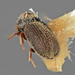 female | Image Author: SM Smith | Michigan State University | holotype Aphanocleptus coniferae Wood | holotype | La Laja | Collection: Entomology