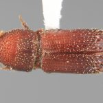 male | Image Author: SM Smith | Michigan State University | holotype Micracis senta Wood | holotype | El Laurel Experimental Farm, 12 km SW Caracas | Collection: Entomology