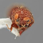 male | Image Author: SM Smith | Michigan State University | holotype Micracis senta Wood | holotype | El Laurel Experimental Farm, 12 km SW Caracas | Collection: Entomology