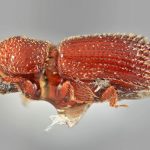 male | Image Author: SM Smith | Michigan State University | holotype Micracis senta Wood | holotype | El Laurel Experimental Farm, 12 km SW Caracas | Collection: Entomology