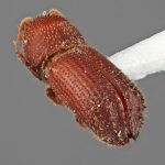 male | Image Author: SM Smith | Michigan State University | holotype Micracis senta Wood | holotype | El Laurel Experimental Farm, 12 km SW Caracas | Collection: Entomology