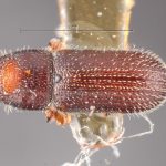 female | Image Author: TH Atkinson | Florida State Collection of Arthropods, Gainesville, Florida | lectotype Thysanoes berschemiae Blackman, 1920 | lectotype | Vicksburg | Collection: Entomology