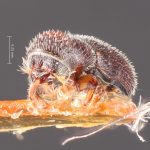 female | Image Author: TH Atkinson | Florida State Collection of Arthropods, Gainesville, Florida | lectotype Thysanoes berschemiae Blackman, 1920 | lectotype | Vicksburg | Collection: Entomology