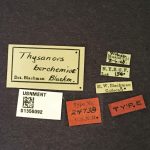 female | Image Author: TH Atkinson | Florida State Collection of Arthropods, Gainesville, Florida | lectotype Thysanoes berschemiae Blackman, 1920 | lectotype | Vicksburg | Collection: Entomology