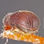 female | Image Author: TH Atkinson | Florida State Collection of Arthropods, Gainesville, Florida | lectotype Thysanoes berschemiae Blackman, 1920 | lectotype | Vicksburg | Collection: Entomology