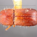 female | Image Author: TH Atkinson | Florida State Collection of Arthropods, Gainesville, Florida | holotype Ambrosiodmus linderae Hopkins | holotype | Rosslyn | Collection: Entomology