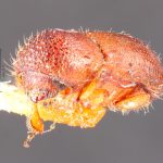 female | Image Author: TH Atkinson | Florida State Collection of Arthropods, Gainesville, Florida | holotype Ambrosiodmus linderae Hopkins | holotype | Rosslyn | Collection: Entomology