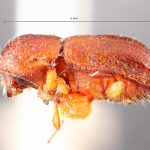 female | Image Author: TH Atkinson | Florida State Collection of Arthropods, Gainesville, Florida | holotype Ambrosiodmus linderae Hopkins | holotype | Rosslyn | Collection: Entomology