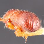 female | Image Author: TH Atkinson | Florida State Collection of Arthropods, Gainesville, Florida | holotype Ambrosiodmus linderae Hopkins | holotype | Rosslyn | Collection: Entomology