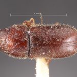 female | Image Author: TH Atkinson | Florida State Collection of Arthropods, Gainesville, Florida | holotype Pityophilus barbatus Blackman | holotype | Las Vegas Hot Springs | Collection: Entomology