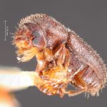 female | Image Author: TH Atkinson | Florida State Collection of Arthropods, Gainesville, Florida | holotype Pityophilus barbatus Blackman | holotype | Las Vegas Hot Springs | Collection: Entomology