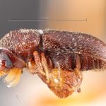 female | Image Author: TH Atkinson | Florida State Collection of Arthropods, Gainesville, Florida | holotype Pityophilus barbatus Blackman | holotype | Las Vegas Hot Springs | Collection: Entomology
