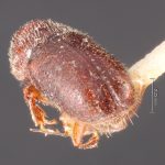 female | Image Author: TH Atkinson | Florida State Collection of Arthropods, Gainesville, Florida | holotype Pityophilus barbatus Blackman | holotype | Las Vegas Hot Springs | Collection: Entomology