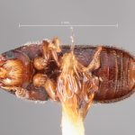 female | Image Author: TH Atkinson | Florida State Collection of Arthropods, Gainesville, Florida | holotype Pityophilus barbatus Blackman | holotype | Las Vegas Hot Springs | Collection: Entomology
