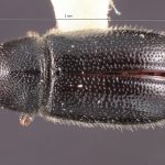 female | Image Author: TH Atkinson | Florida State Collection of Arthropods, Gainesville, Florida | holotype Pityophthorus aztecus Bright | holotype | Carr. México-Puebla, km 50 | Collection: Entomology