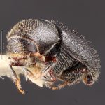 female | Image Author: TH Atkinson | Florida State Collection of Arthropods, Gainesville, Florida | holotype Pityophthorus aztecus Bright | holotype | Carr. México-Puebla, km 50 | Collection: Entomology
